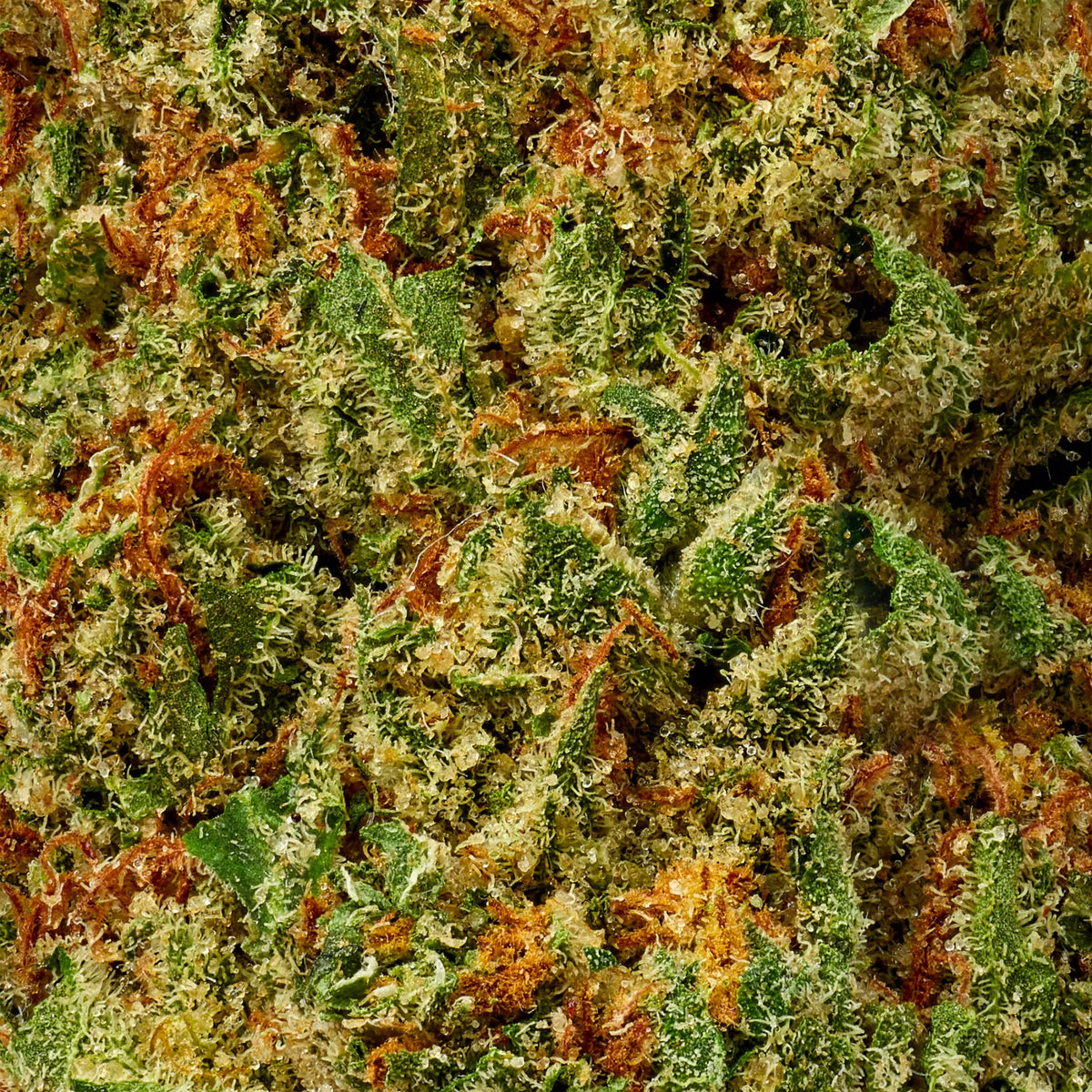 Indica • Granddaddy Purple (Oz Deals)