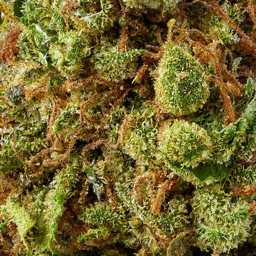 Hybrid • Pineapple Express (Premium Oz)
